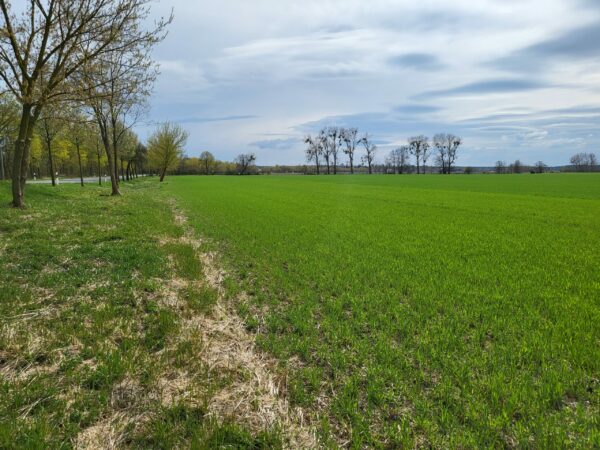 16348 Marienwerder - Acker in bester Lage – Bild 2